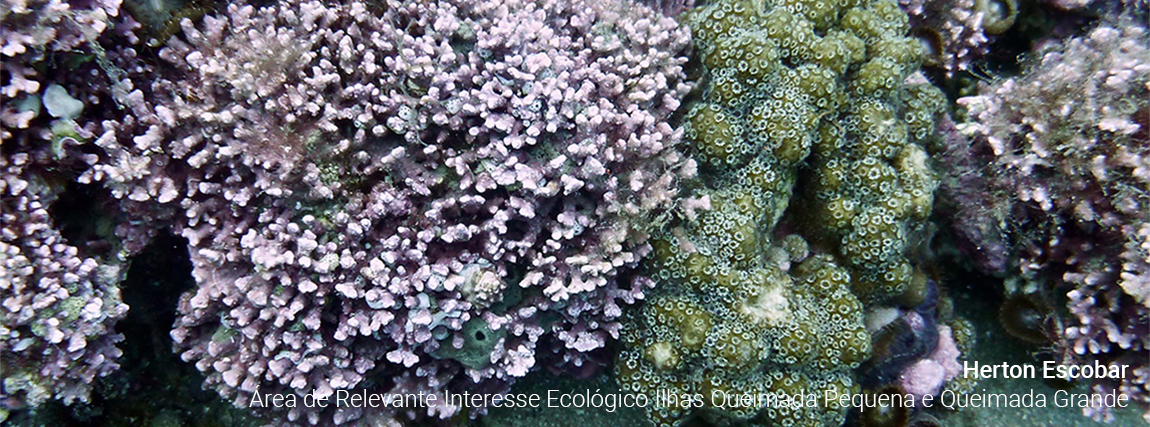 Área de Relevante Interesse Ecológico Ilhas da Queimada Pequena e Queimada Grande